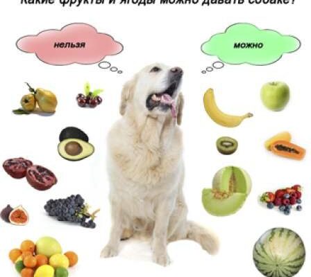 Що можна їсти французьким бульдогам: корисне харчування для собак