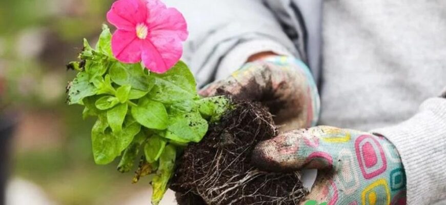 Коли висаджувати петунії на вулицю: оптимальні терміни та поради