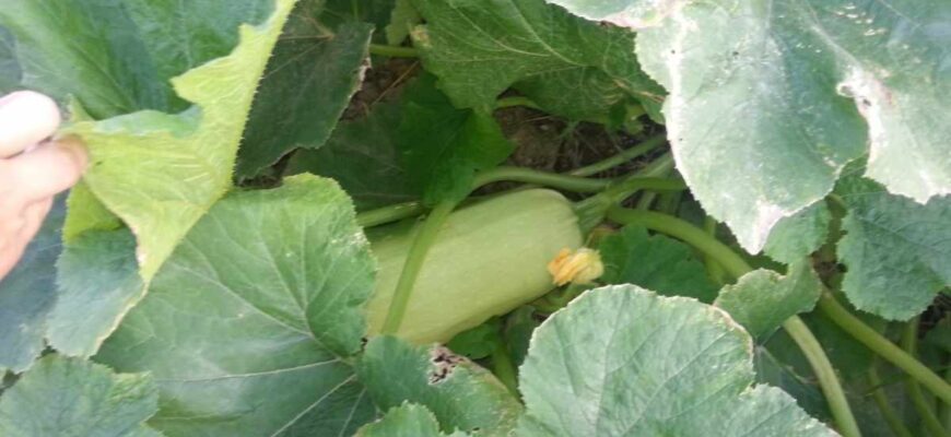 Яку температуру витримують кабачки: оптимальні умови зберігання