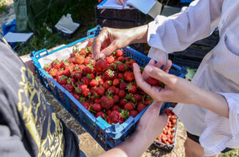 Чи сприяє полуниця набору зайвої ваги: факти та міфи про ягоди