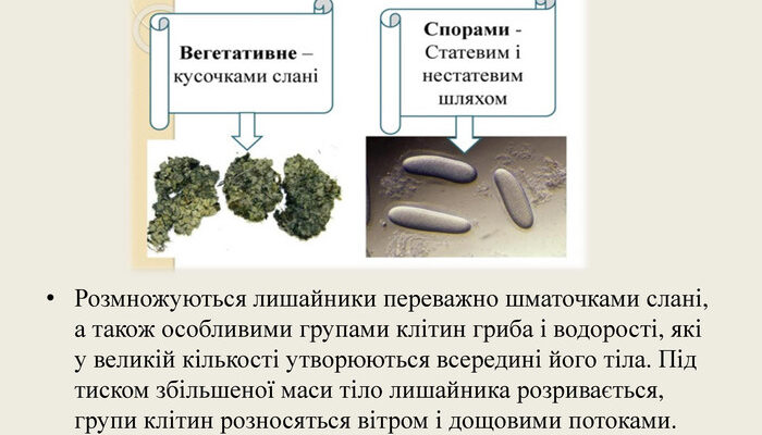 Методи розмноження водоростей у лишайниках: детальний аналіз