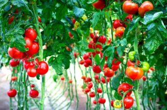 Як підгодовувати помідори, щоб запобігти їх витягуванню: поради та добрива