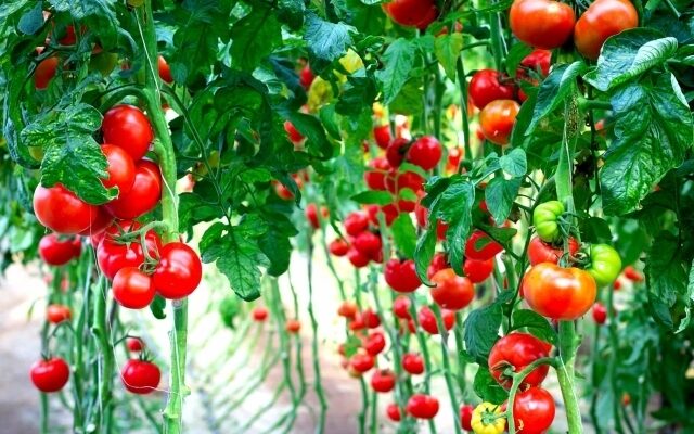 Як підгодовувати помідори, щоб запобігти їх витягуванню: поради та добрива