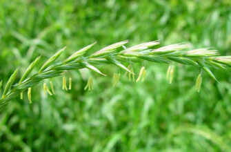 Пирій: Корисні властивості та вплив на здоров’я організму людини