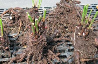 Оптимальний час для пересадки саджанців восени: практичні поради