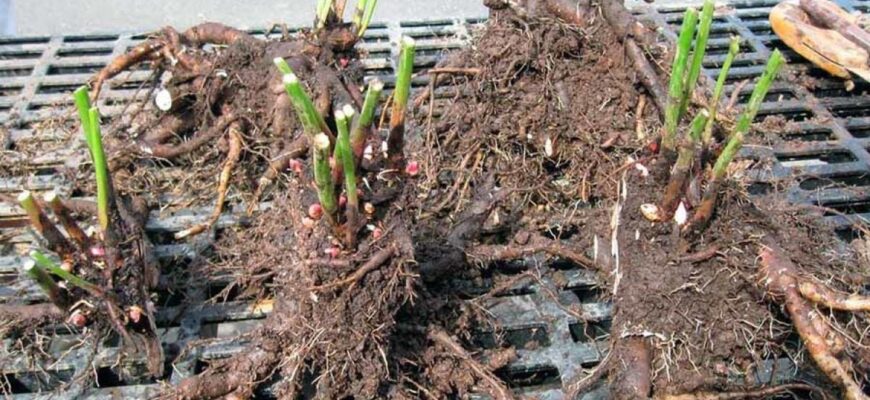 Оптимальний час для пересадки саджанців восени: практичні поради