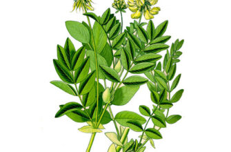 Чи варто вживати астрагал перед сном: користь та можливі ризики