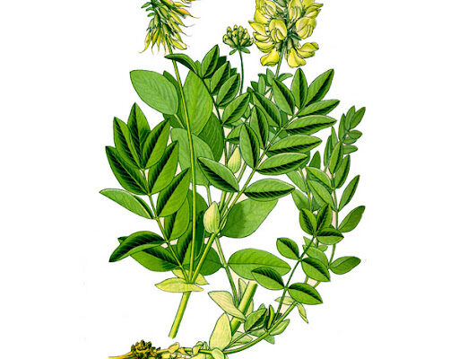 Чи варто вживати астрагал перед сном: користь та можливі ризики