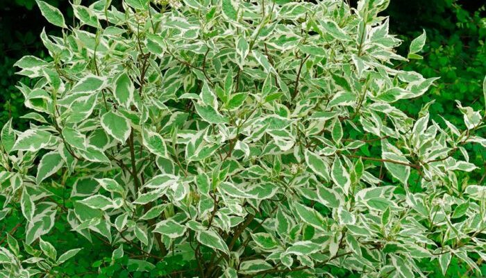 Як часто поливати дерен для здорового та густого трав’яного покриву