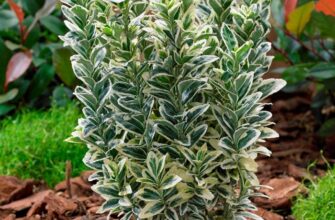 Ідеальне місце для посадки бересклету: поради та рекомендації