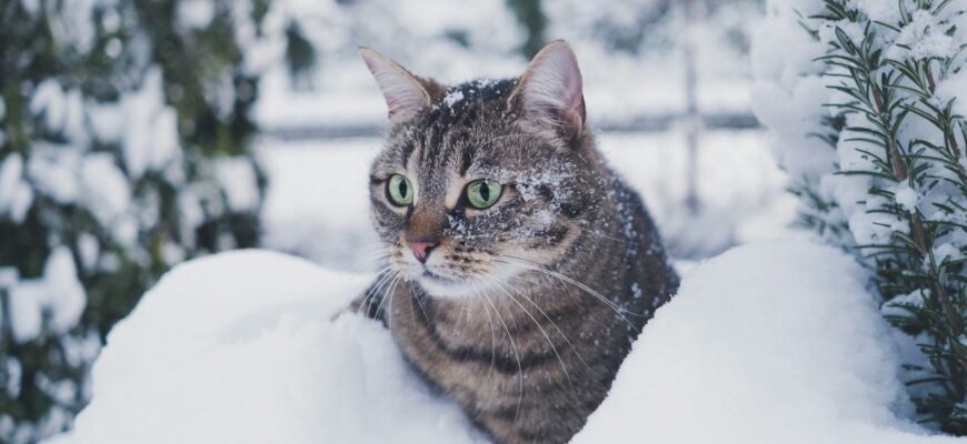 Скільки градусів холоду витримують кішки: оптимальна температура для них