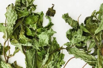 Яке листя можна сушити на чай: найкращі види для ароматного напою