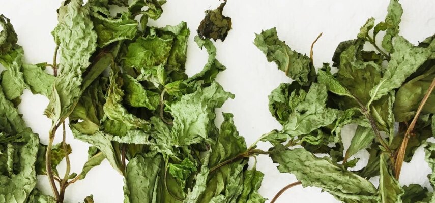 Яке листя можна сушити на чай: найкращі види для ароматного напою