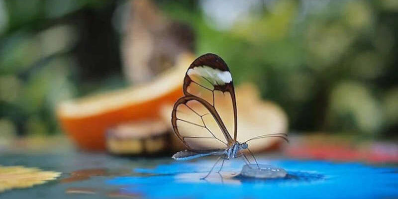 Ефективні методи відлякування метеликів: поради для захисту дому