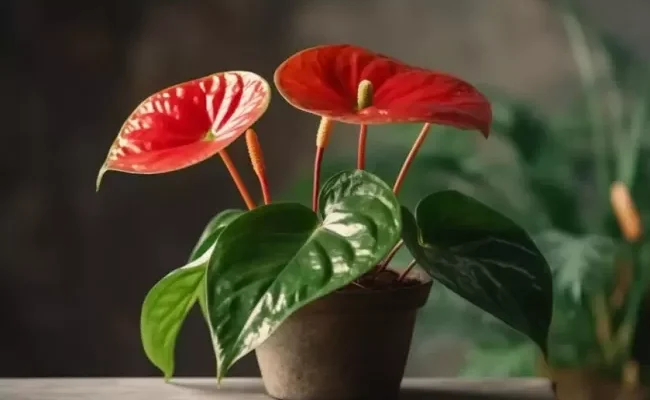 Яка квітка здатна привабити чоловіків: секрети природи для вас