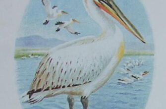 Місця проживання болотних птахів: де їх можна знайти в Україні