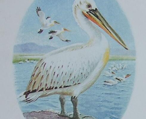 Місця проживання болотних птахів: де їх можна знайти в Україні