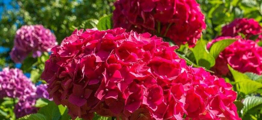 Як досягти яскраво-рожевого кольору гортензії: ефективні поради