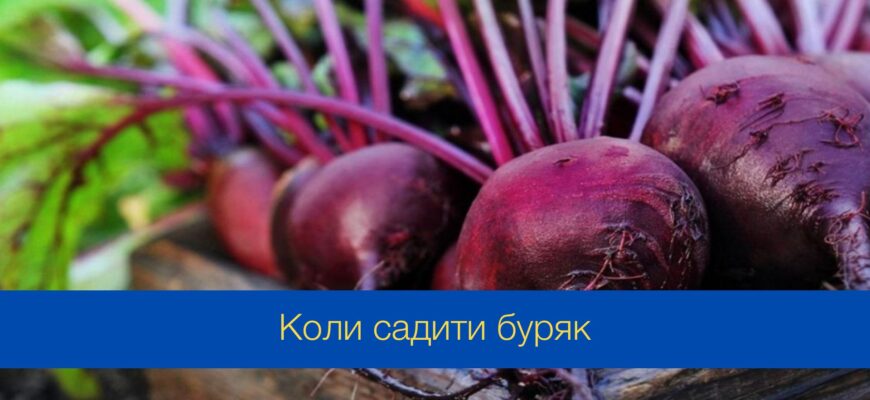 Коли краще садити буряк: оптимальний місяць для посадки в Україні