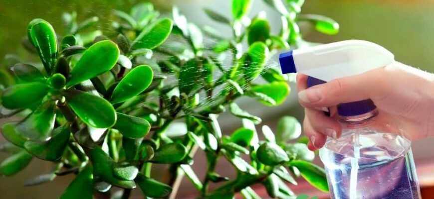 Як правильно розводити Циркон для ефективного обприскування рослин