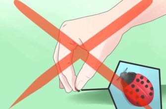 Як ефективно та швидко позбутися сонечок у вашому домі