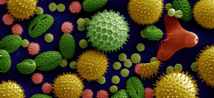 Які рослини дають пилок: список популярних медоносних культур