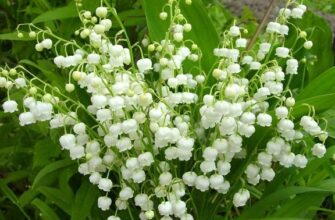 Як можна детально описати травневу конвалію: особливості та поради