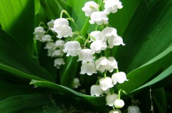 Перелік конвалій, занесених до Червоної книги України: докладний аналіз