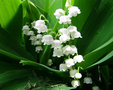 Перелік конвалій, занесених до Червоної книги України: докладний аналіз