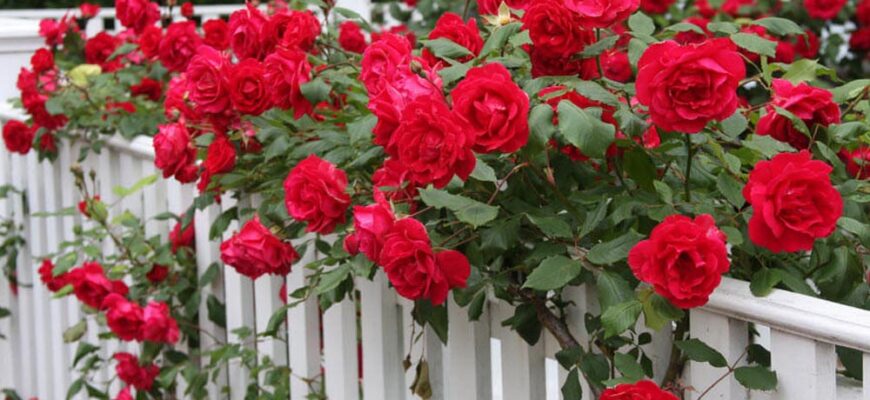 Як ефективно розбудити кущ троянди: поради та рекомендації садівника