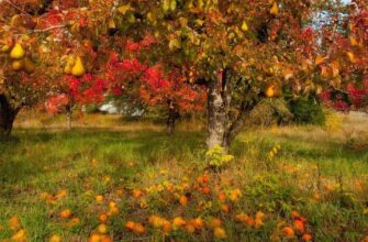Оптимальні способи підживлення дерев восени для кращого росту