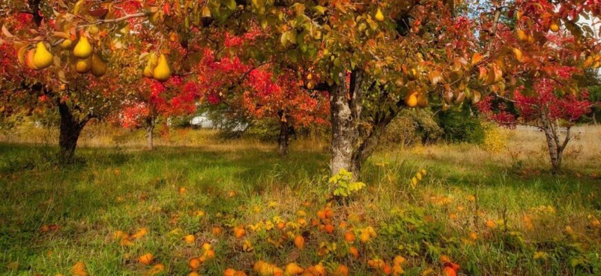 Оптимальні способи підживлення дерев восени для кращого росту