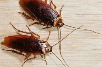 Чого бояться комахи у квартирі: ефективні методи боротьби з ними