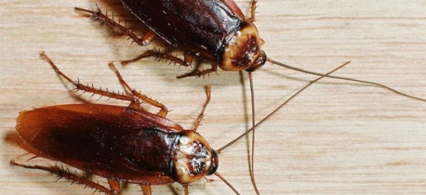 Чого бояться комахи у квартирі: ефективні методи боротьби з ними