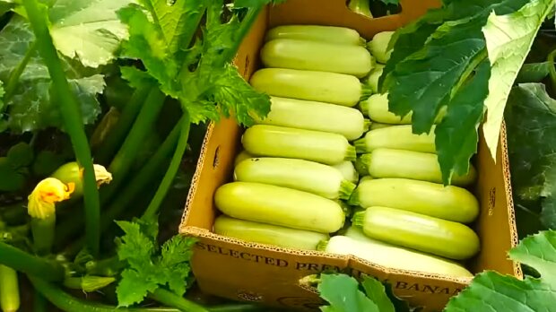 Захист кабачків від шкідників: ефективні методи та поради фахівців