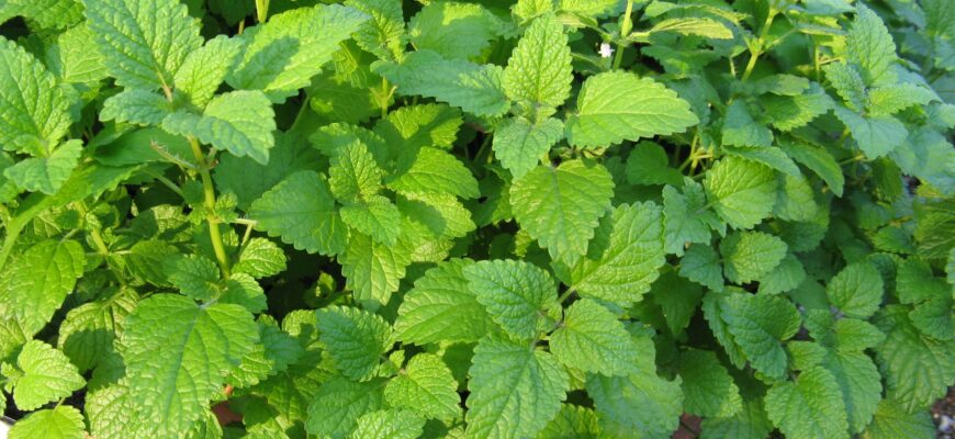 Ефективне використання стебел меліси: поради та ідеї для застосування