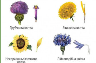 Квітки у складноцвітих: види, форми та особливості будови