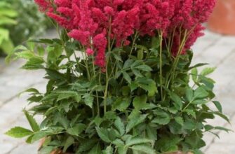 Чи дозволено стригти астильбу: поради для здорового вигляду рослини