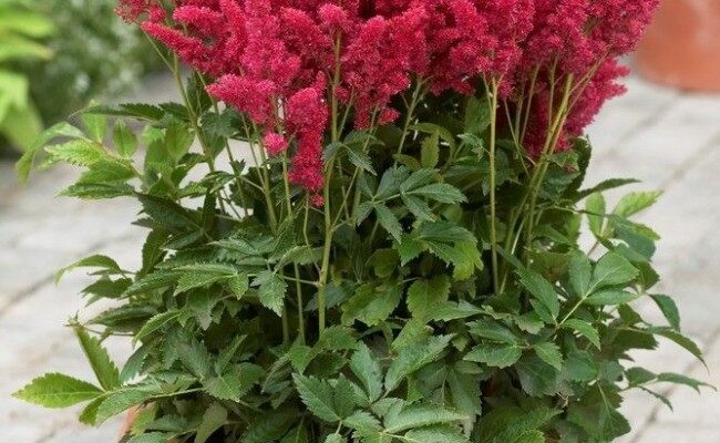 Чи дозволено стригти астильбу: поради для здорового вигляду рослини