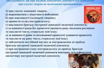 Ефективна домедична допомога в разі укусу диких тварин: поради та дії
