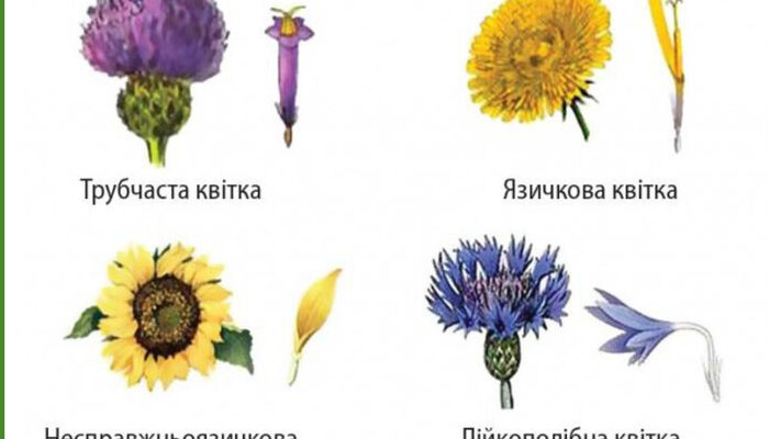 Квітки у складноцвітих: види, форми та особливості будови