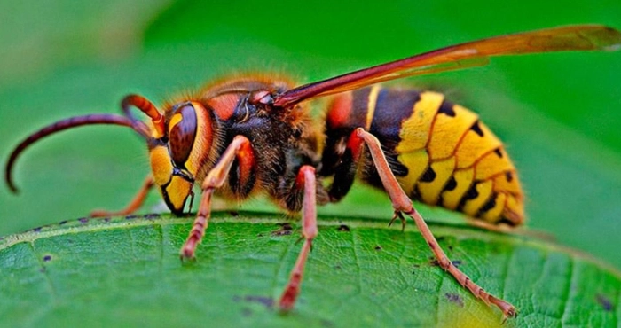 Що робити, якщо ви зустріли шершня: поради для безпеки та дій