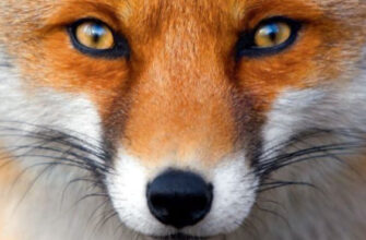 Як діяти під час зустрічі з лисицею: поради для безпеки та спокою