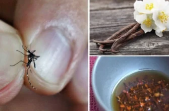 Як ефективно відлякати комарів: натуральні та сучасні методи