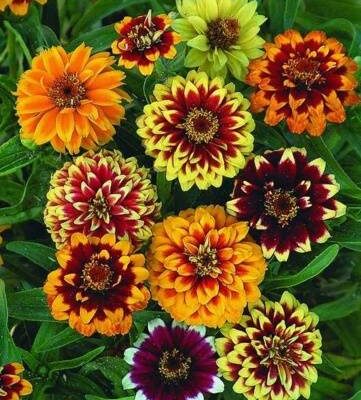 Оптимальні терміни посіву цинії: коли починати роботи в саду