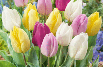 Коли садити тюльпани: місячний календар для найкращих результатів