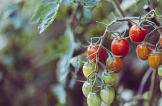 Оптимальні методи запилення помідорів: покращте врожайність!