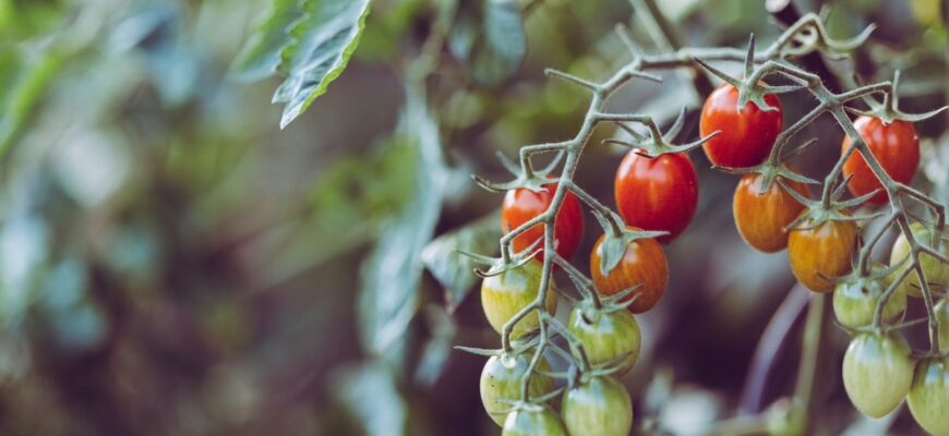 Оптимальні методи запилення помідорів: покращте врожайність!