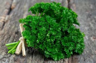 Кого і чому може відлякати запах петрушки: наукове обґрунтування