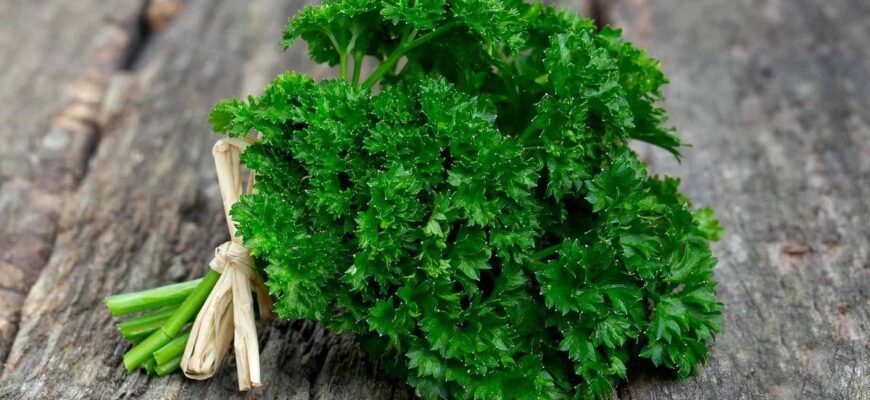 Кого і чому може відлякати запах петрушки: наукове обґрунтування